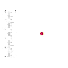 Load image into Gallery viewer, Round Ruby Stud Earrings